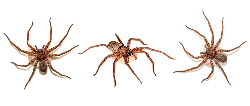 spider on white background. Confrontational Macro Close-up of Hairy Wolf Spider Isolated on White Background