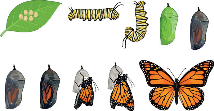 Complete butterfly metamorphosis illustration kit with insect biological growth phases from egg to beautiful adult monarch isolated