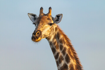 African giraffe - Giraffa camelopardalis giraffa © David