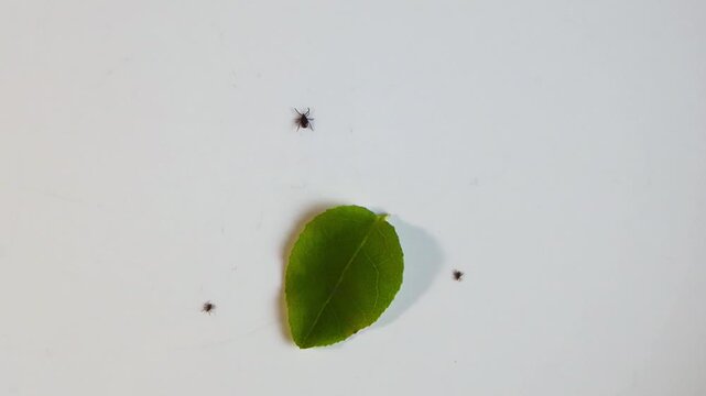 Three dangerous blacklegged ticks, carriers of Lyme disease, crawling around a fresh green leaf on an isolated white background, representing a public health risk and parasitic threat