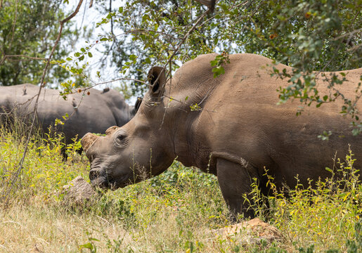 Black rhinoceros - Diceros bicornis