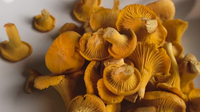 Freshly picked golden chanterelle mushrooms, a gourmet and wild edible delicacy, piled on a clean white plate and ready for cooking in a restaurant kitchen for a delicious autumn meal