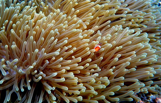 Philippines