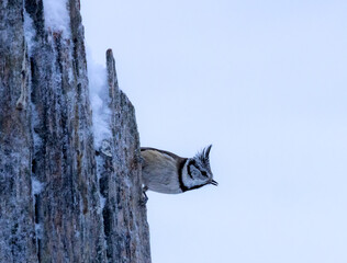 Crested tit - Lophophanes cristatus © David
