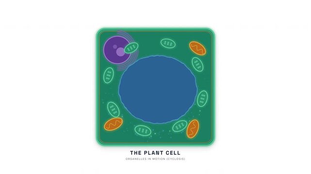 Plant Cell Diagram Animation &mdash; Cell Wall Chloroplast Vacuole Botanical Biology Loop