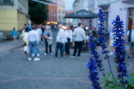 Cēsis, Latvia &mdash; July 18, 2026: Blue salvia flowers in focus with summer festival visitors blurred along a city street