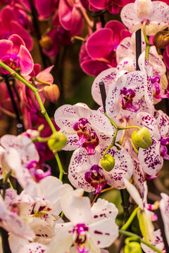 Vibrant orchid flowers blooming outdoors