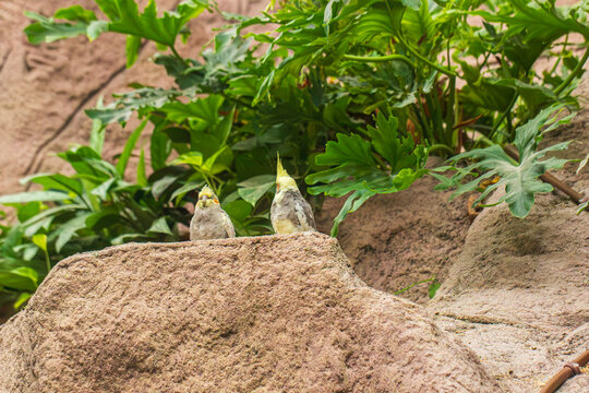 Cute tropical budgerigars on a rock