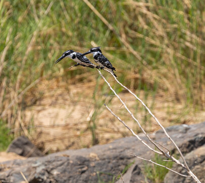 Pied kingfisher - Ceryle rudis