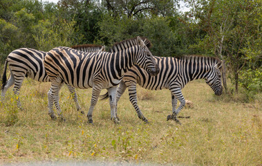 Obraz premium Plains Zebra - Equus quagga burchellii