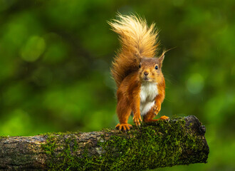 Red squirrel - Sciurus vulgaris © David