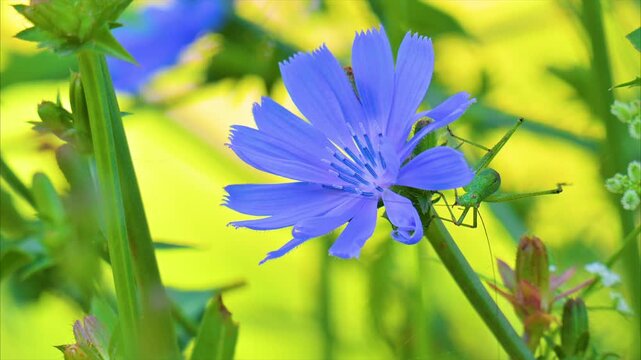 A video of a beautiful blue chicory flower in a meadow
