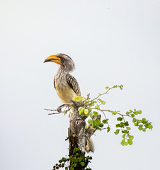 Southern yellow-billed hornbill - Tockus leucomelas © David
