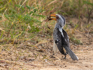 Southern yellow-billed hornbill - Tockus leucomelas © David