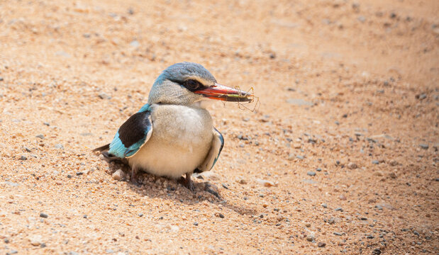 Wood kingfisher - Halcyon senegalensis