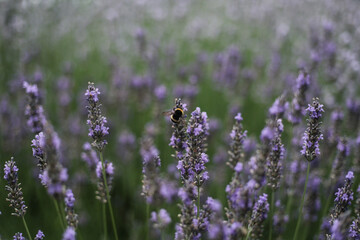 Obraz premium Bumblebee pollinating blooming lavender flowers