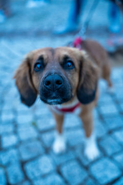 Curious mixed-breed dog looking into the camera during an outdoor city festival