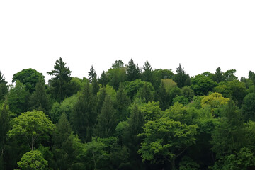 Fototapeta premium Green forest tree line with lush foliage and various tree species, creating a natural background on a transparent alpha channel