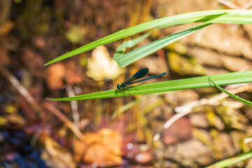 Vibrant blue dragonfly perched on fresh foliage © enginakyurt