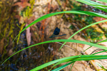 Vibrant blue dragonfly perched on fresh foliage © enginakyurt