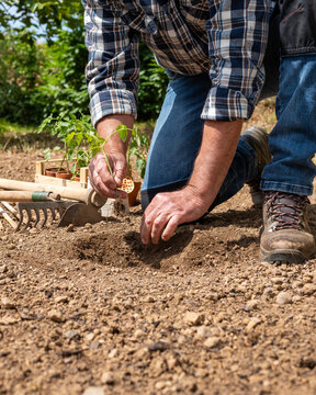 Close up of farmer's hands planting tomato seedling in soil in organic field. Garden work in spring. Traditional agriculture.