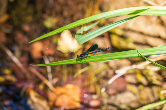 Vibrant blue dragonfly perched on fresh foliage