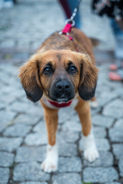 Curious mixed-breed dog on a red leash looking directly at the camera on a cobblestone street