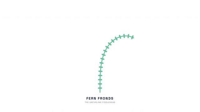 Fern Fiddlehead Unfurling Animation &mdash; Pteridophyte Frond Growth Botanical Biology Loop