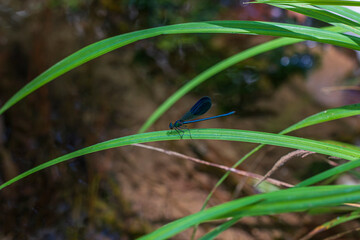 Vibrant blue dragonfly perched on fresh foliage © enginakyurt