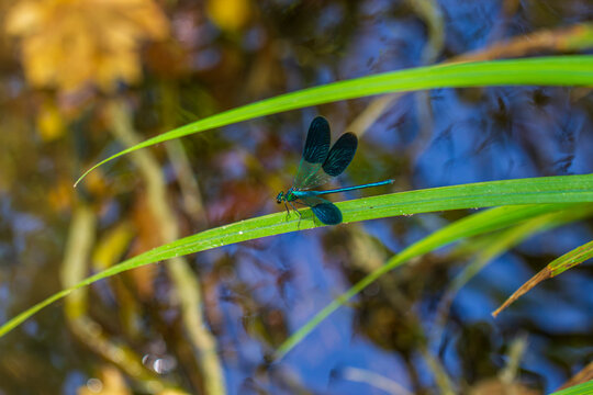 Vibrant blue dragonfly perched on fresh foliage