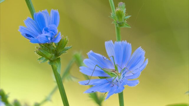 A video of a beautiful blue chicory flower in a meadow