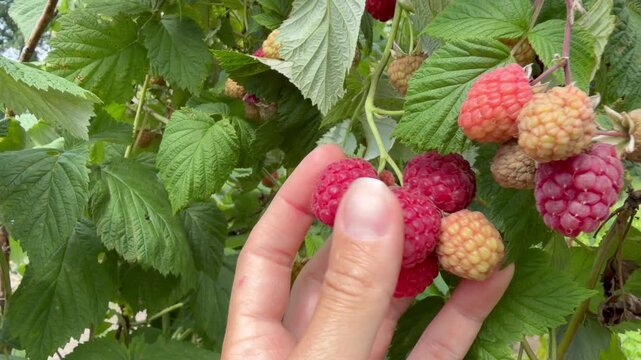 Ripe red raspberries hanging on a bush swaying in the wind. Picking seasonal berries