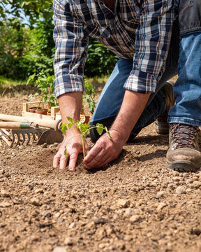 Close up of farmer's hands planting tomato seedling in soil in organic field. Garden work in spring. Traditional agriculture.