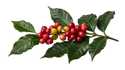Coffee branch with ripe red and yellow berries and green leaves © Lubos