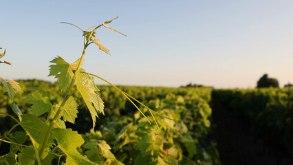 Obraz premium Close Up of Green Grapevine Leaves in a Bordeaux Vineyard