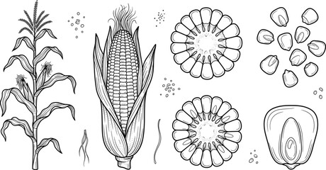 Corn maize plant ear hand drawn sketch vector set with stalk cob slice cross section grain and kernel © vector design 