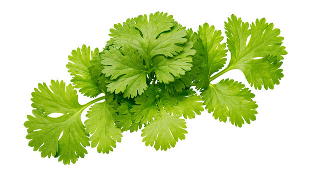 Fresh green cilantro herb leaves bunch