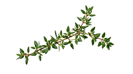 Fresh thyme herb sprig with green leaves © Lubos