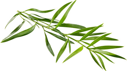 Fototapeta premium Green slender leaves on thin stems