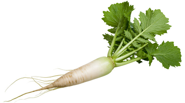 Daikon radish with green leaves and roots