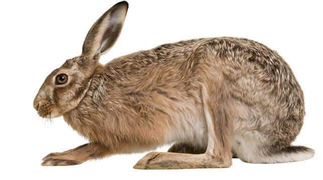 Brown hare with long ears resting on white surface