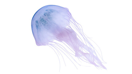 Translucent purple jellyfish with long tentacles floating © Lubos