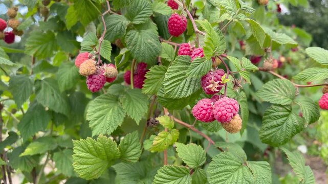 Ripe red raspberries hanging on a bush swaying in the wind