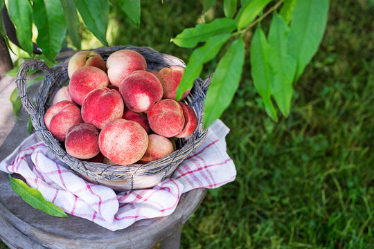 Peaches harvest