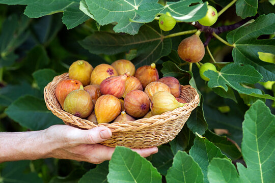 Figs harvest
