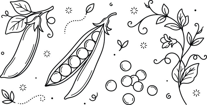 Green peas icons set featuring pea pod open shell plant stem leaves tendrils flower and individual round seeds