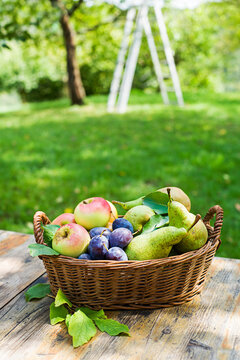  Fruit basket harvest