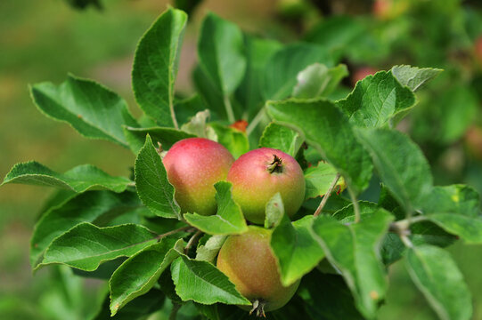 Apfelsorte Alkmene (Apfel)