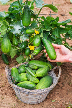 Cucumber harvest