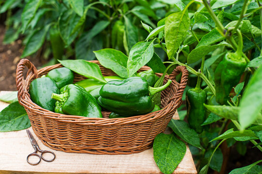 Green bell pepper